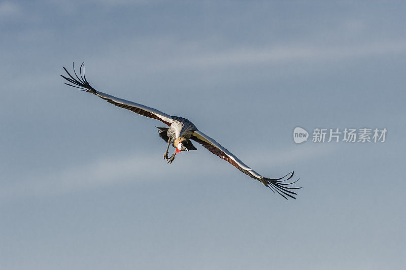 灰冠鹤(Balearica regulorum)是白鹤科的一种鸟类。肯尼亚马赛马拉国家保护区。飞行。